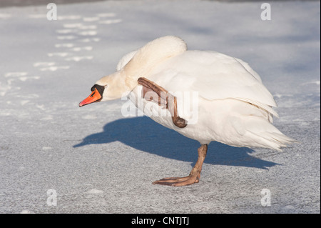 Cigno (Cygnus olor), graffiatura al suo collo, in Germania, in Renania settentrionale-Vestfalia Foto Stock