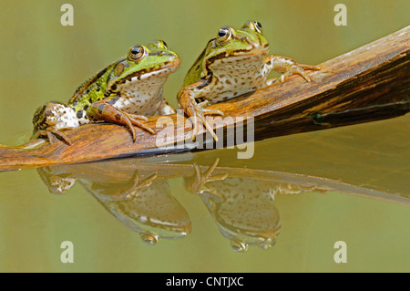 Unione rana verde, comune rana verde (Rana kl. esculenta, Rana esculenta), due su un ramoscello in acqua, Svizzera Foto Stock