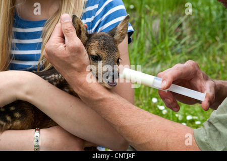 Il capriolo (Capreolus capreolus), fulvo nelle braccia di una ragazza è alimentato con una iniezione, Germania Foto Stock