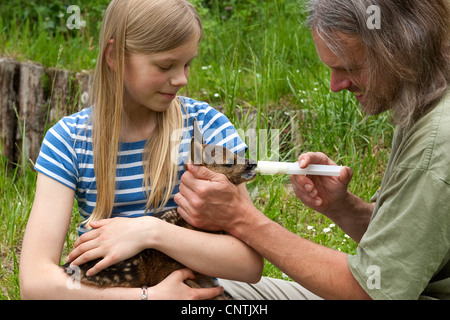 Il capriolo (Capreolus capreolus), fulvo nelle braccia di una ragazza è alimentato con una iniezione, Germania Foto Stock