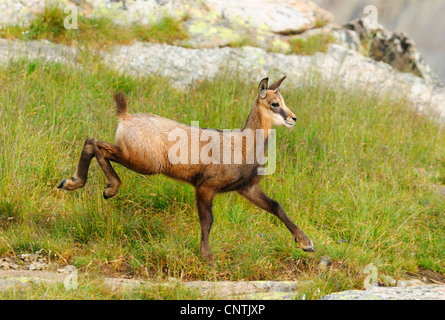 Il camoscio (Rupicapra rupicapra), fulvo correre giù un acclivity erbosa, Alpi Foto Stock