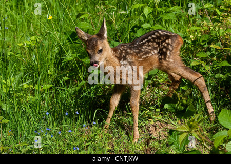 Il capriolo (Capreolus capreolus), fawn in un prato frisst Blueten leccare la sua bocca, Germania Foto Stock