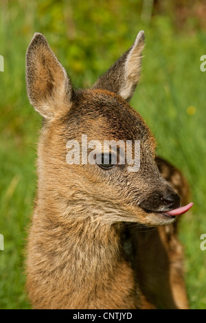 Il capriolo (Capreolus capreolus), fulvo leccare il suo naso, Germania Foto Stock