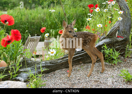 Il capriolo (Capreolus capreolus), fawn in giardino, Germania Foto Stock