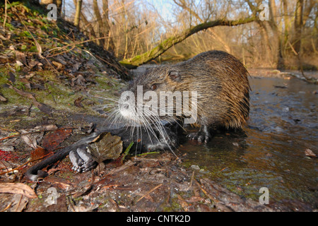 Coypu, nutria (Myocastor coypus), seduti ad una Shore lo sniffing, Germania Foto Stock