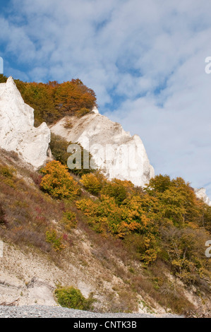 Chalk cliffs sull isola Moen, Danimarca, Moen Foto Stock