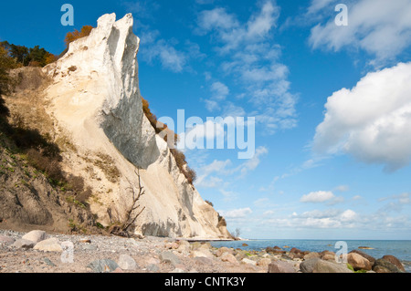 Chalk cliffs sull isola Moen, Danimarca, Moen Foto Stock