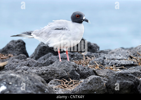 Swallow-tailed Gull (Creagrus furcatus), su roccia vulcanica, Ecuador Isole Galapagos Foto Stock