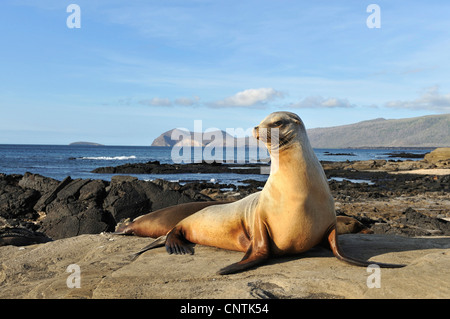 Le Galapagos Sea Lion (Zalophus californianus wollebaeki, Zalophus wollebaeki), a Puerto Egas Bay, Ecuador Isole Galapagos, Santiago de Cile Foto Stock