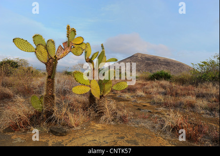 Echios Opuntia (Opuntia echios), atmosfera serale a Puerto Egas Bay, Ecuador Isole Galapagos, Santiago de Cile Foto Stock