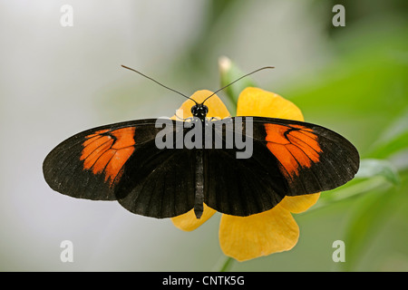 Hecales longwing, passioni flower butterfly (Heliconius melpomene :), seduto su un fiore di giallo con le ali stese Foto Stock