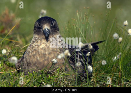 Grande skua (Catharacta skua), seduti in un prato allevamento, Norvegia Foto Stock