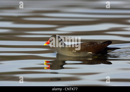 (Moorhen Gallinula chloropus), nuoto, Germania Foto Stock