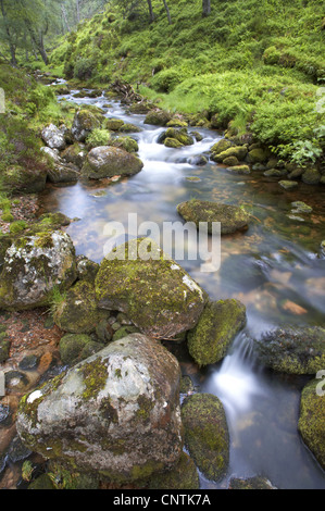 Brook Flowing attraverso antica foresta di pini, Regno Unito, Scozia Foto Stock