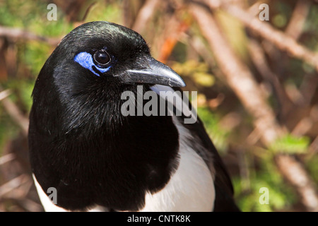 Nero-fatturati gazza (Pica pica mauritanica), ritratto, Marocco, Massa Marittima Foto Stock
