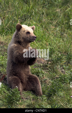 L'orso bruno (Ursus arctos), bambino seduto in erba state edificate Foto Stock