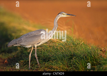 Airone cinerino (Ardea cinerea), in corrispondenza di un bordo di campo nella luce della sera, in Germania, in Renania Palatinato Foto Stock