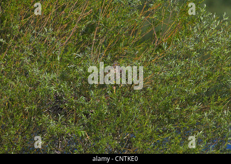 Astore (Accipiter gentilis), in branchwood di Willow, in Germania, in Renania Palatinato Foto Stock