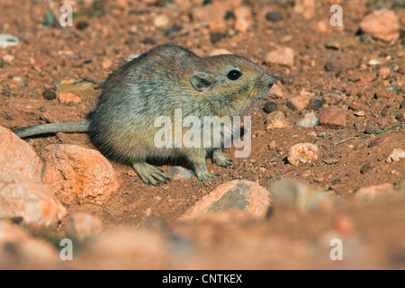 Sabbia di grasso di ratto (Psammomys obesus), in habitat Foto Stock