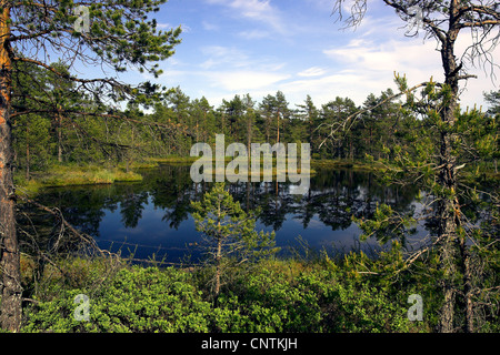 Piccolo moor 'Knuthoejdsmossen' con il lago con piccole isole, Svezia e Lapponia Foto Stock