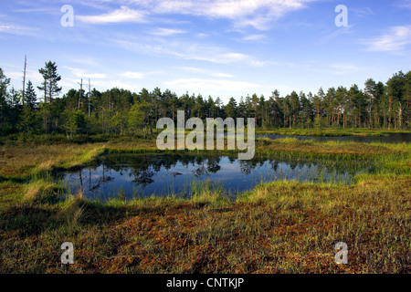 Piccolo moor 'Knuthoejdsmossen' con il lago con piccole isole, Svezia e Lapponia Foto Stock