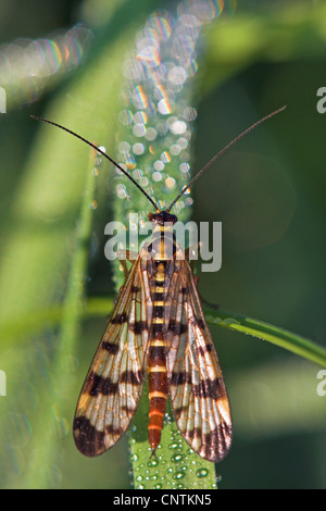 Comune (scorpionfly Panorpa communis), seduta su una foglia con rugiada di mattina, in Germania, in Renania Palatinato Foto Stock