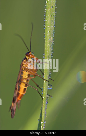 Comune (scorpionfly Panorpa communis), seduta su una foglia con rugiada di mattina, in Germania, in Renania Palatinato Foto Stock