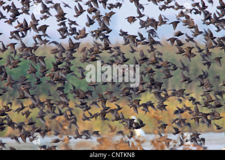 Starling comune (Sturnus vulgaris), flying gregge, in Germania, in Renania Palatinato Foto Stock