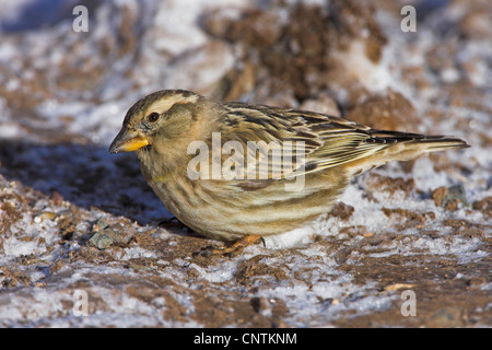 Rock sparrow (Passer petronia, Petronia petronia), in inverno, Marocco Foto Stock