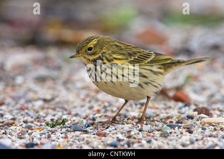 Prato pitpit (Anthus pratensis), sulla spiaggia, Germania, Schleswig-Holstein, Isola di Helgoland Foto Stock