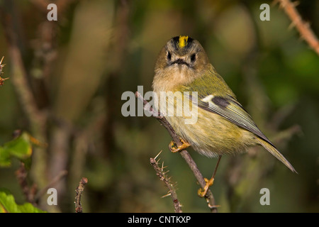 Goldcrest (Regulus regulus), il ramoscello, Germania, Schleswig-Holstein, Isola di Helgoland Foto Stock