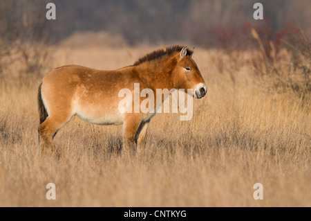 Cavallo di Przewalski (Equus przewalski), il Wild Horse nella steppa soleggiato, Austria, Kaernten, Neusiedler See Parco Nazionale Foto Stock