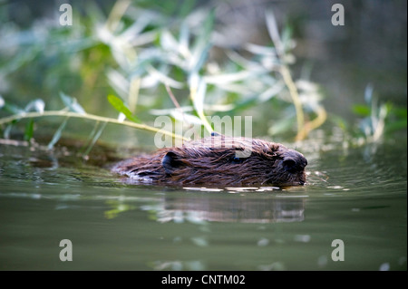 Eurasian castoro europeo castoro (Castor fiber), nuoto con un ramo di fresco in bocca, in Germania, in Baviera Foto Stock