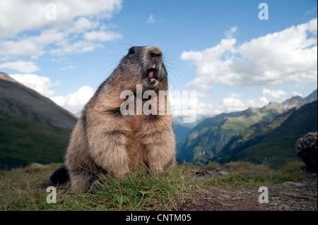 Alpine marmotta (Marmota marmota), i capretti in piedi gridando metà state edificate su una collina di fronte a un panorama di montagna, Austria, Kaernten, Parco Nazionale Hohe Tauern Foto Stock