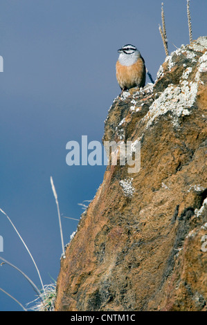 Rock bunting (Emberiza cia), seduti su una pendenza del suolo, Italia, Alto Adige Foto Stock