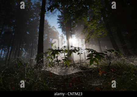 Nebbia di mattina in foresta, in Germania, in Sassonia, Vogtlaendische Schweiz Foto Stock