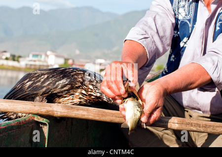 Cormorano (Phalacrocorax carbo), cormorano fisher in barca , Cina Foto Stock