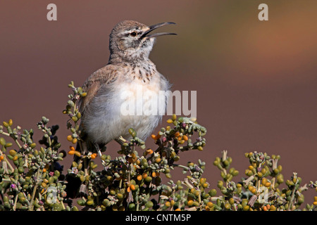 Upupa allodola, bifasciated lark (Alaemon alaudipes), cantando, Marocco Foto Stock