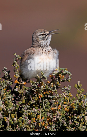 Upupa allodola, bifasciated lark (Alaemon alaudipes), cantando, Marocco Foto Stock