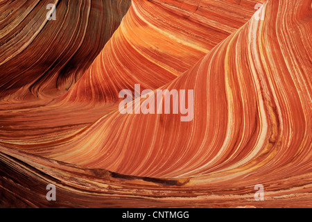 Pietra arenaria, dettaglio, STATI UNITI D'AMERICA, Arizona, Coyote Buttes North Foto Stock