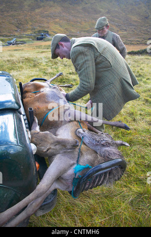 Il cervo (Cervus elaphus), rangers in un prato di montagna il caricamento di shot cervi sul vassoio frontale di un land rover, Regno Unito, Scozia, Sutherland, Alladale deserto riserva Foto Stock