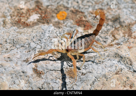 Scorpione iberica (Buthus ibericus), seduto su di una pietra, Portogallo Foto Stock