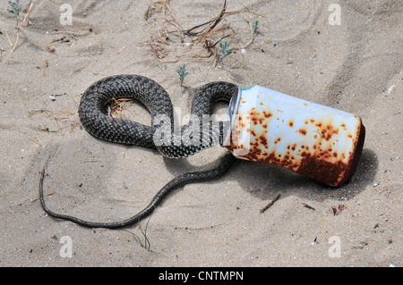 Montpellier snake (Malpolon monspessulanus), in un barattolo di latta, Portogallo, Algave Foto Stock