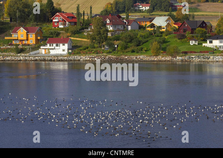 Eider comune (Somateria mollissima), gregge di comune eider nella insenatura costiera con lo sviluppo urbano lungo il litorale, Norvegia, Nord-Trondelag Foto Stock