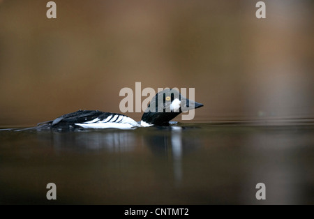 Comune di goldeneye, goldeneye anatroccolo (Bucephala clangula), maschio/drake in allevamento piumaggio, Regno Unito, Scozia, Cairngorms National Park Foto Stock