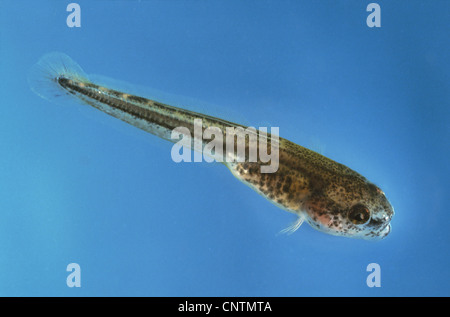 Bottatrice (Lota lota), juvenil, in Germania, in Baviera, Chiemsee Foto Stock