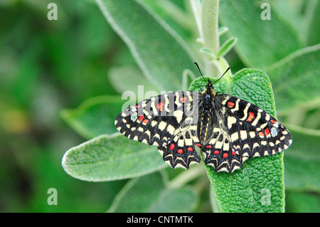 Festone meridionale (Zerynthia polissena), seduta su una foglia, Portogallo Foto Stock