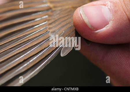 Nightingale (Luscinia megarhynchos), in mani con ala outstreched, Germania Saar Foto Stock