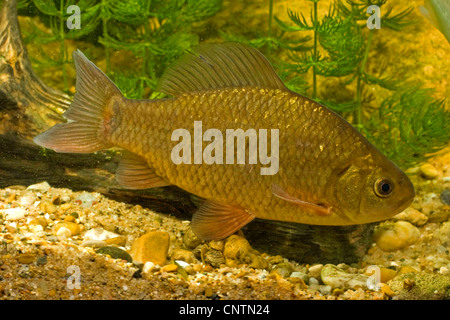 Carassio comune (Carassius carassius), vista laterale Foto Stock