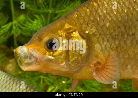 Carassio comune (Carassius carassius), con labbra pursed Foto Stock